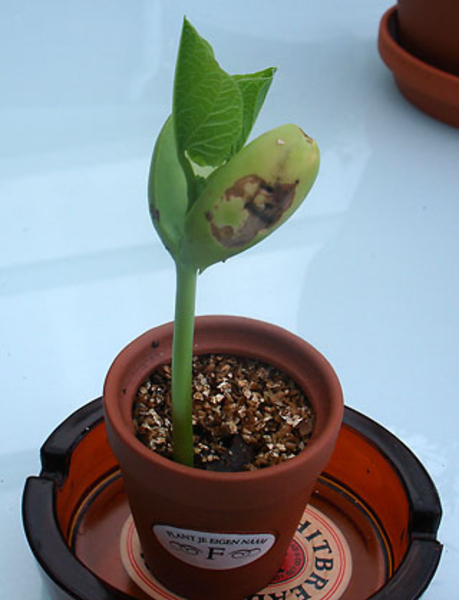 Plant 11