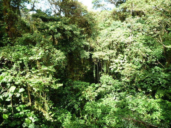 15 Monteverde, Selvatura park, hangbruggen _P1070723