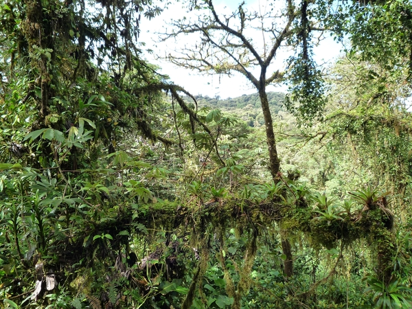 15 Monteverde, Selvatura park, hangbruggen _P1070730