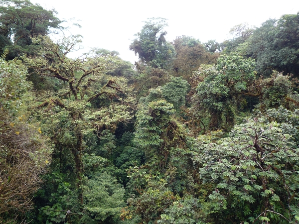 15 Monteverde, Selvatura park, hangbruggen _P1070733