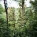 15 Monteverde, Selvatura park, hangbruggen _P1070745