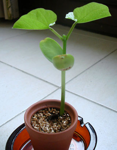 Plant 13