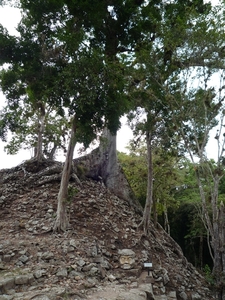 44 Copan Maya ruines _P1080605