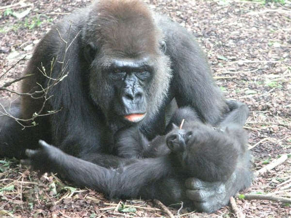 Gorilla met baby