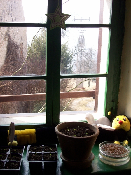 kiemplantjes op de vensterbank