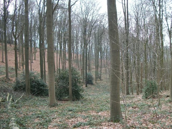 044-Scherpenberg bos