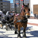 paardenmarkt 035