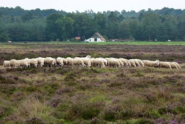 Schaapskudde bij boerderij van Ark