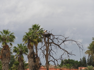 Ooievaarsnest in Taroudant