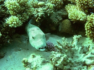 sawa onderwater