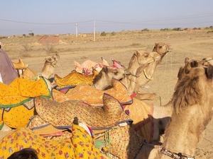 Jaisalmer kameelsafari  Tar Woestijn