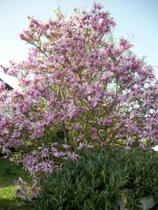 67-De Magnoliaboom staat in volle bloei