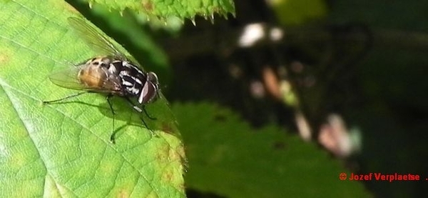 Graphomyia maculata