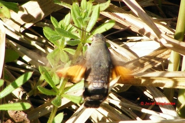 kolibrievlinder op kleefkruid