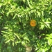sinaasappelbomen