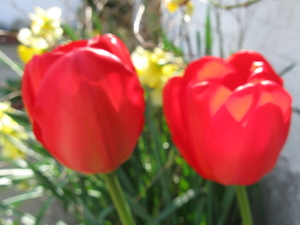 tulpen april 2011 002