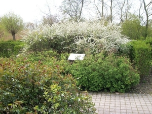 042-Thema-Witte tuin