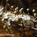 Prunus-spinosa-Sleedoorn_MH20110402_030395-6Pl