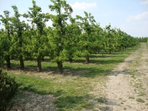 boomgaard fruitbomen