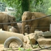 ZOO 27-7-2010 052