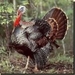Canadian Turkey