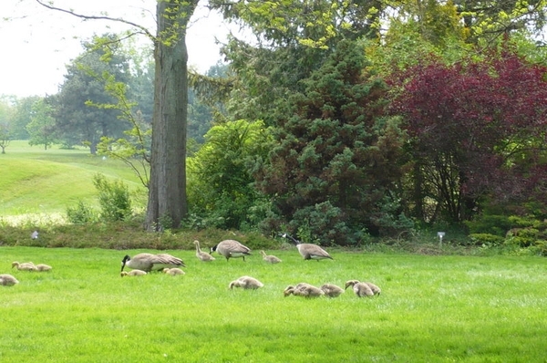 Grote Canadese gans