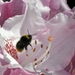 bijen bloemen 044