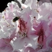 bijen bloemen 084