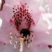 bijen bloemen 085