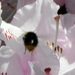 bijen bloemen 090