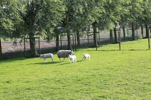 schapen scheren 013