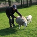 schapen scheren 041