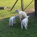schapen scheren 043
