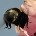 bijen bloemen 231