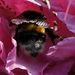 bijen bloemen 240