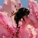 bijen bloemen 246