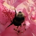 bijen bloemen 248