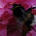 bijen bloemen 238