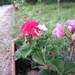 Pelargoniums mei 2011 006