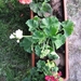 Pelargoniums mei 2011 011