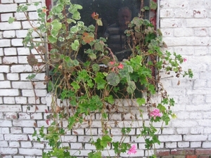 Pelargoniums mei 2011 020