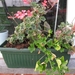 Pelargoniums mei 2011 026