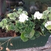 Pelargoniums mei 2011 027