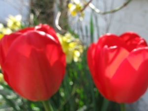 tulpen april 2011 001