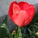 tulpen april 2011 004