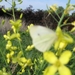 Witte vlinder op koolzaad 003