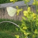 Witte vlinder op koolzaad 006