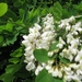 Accasia bloemen 002