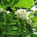 Accasia bloemen 004