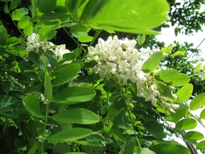 Accasia bloemen 004